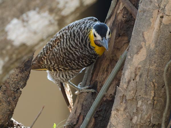 Camposgrondspecht (Colaptes campestris)